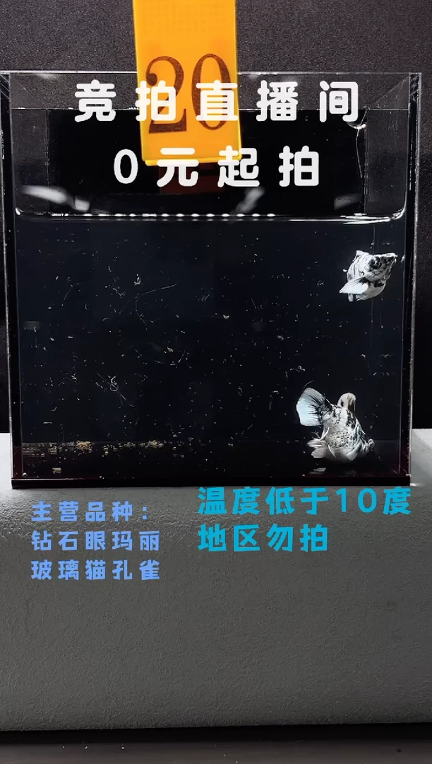 孔雀鱼水墨满钻玛丽球一对编号20