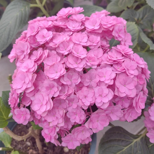 美安吉，魔幻革命，雪球等高品专场