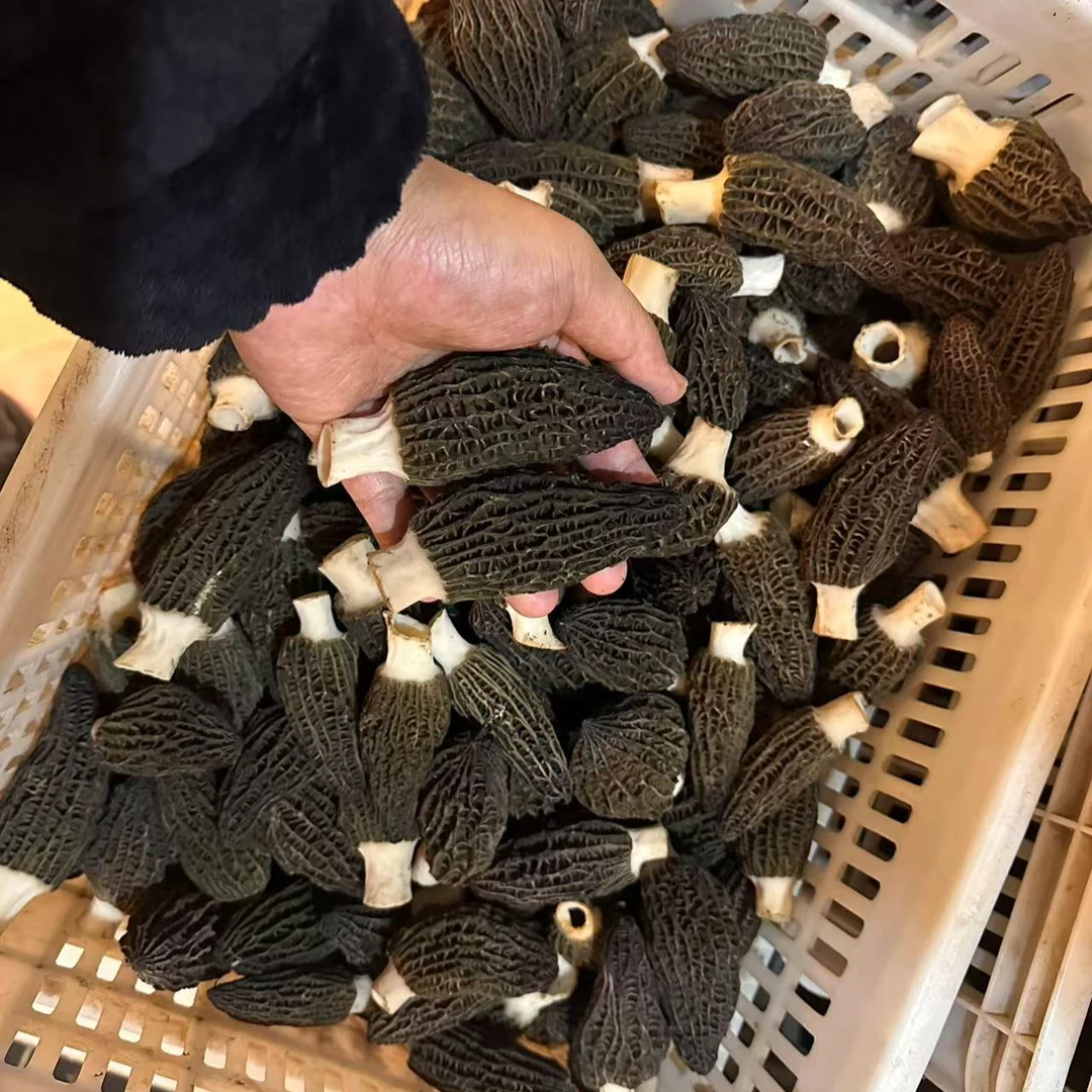新鲜羊肚菌  现采现发肉厚六妹