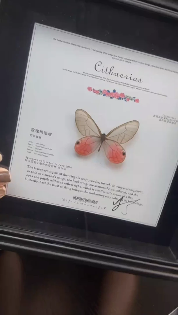 玫瑰绡眼蝶蝴蝶标本装饰画8寸框