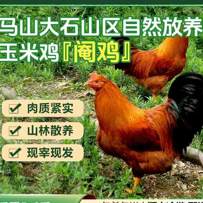 散养土阉鸡带内脏肉质紧实营养丰富