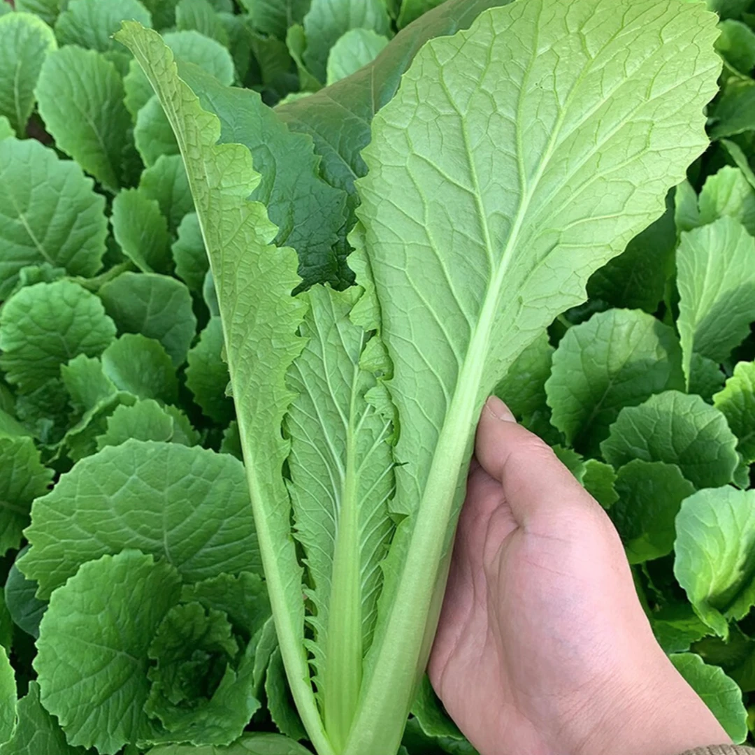 【拍2送1】绿梗小白菜种子 家庭种植 可盆栽可地栽