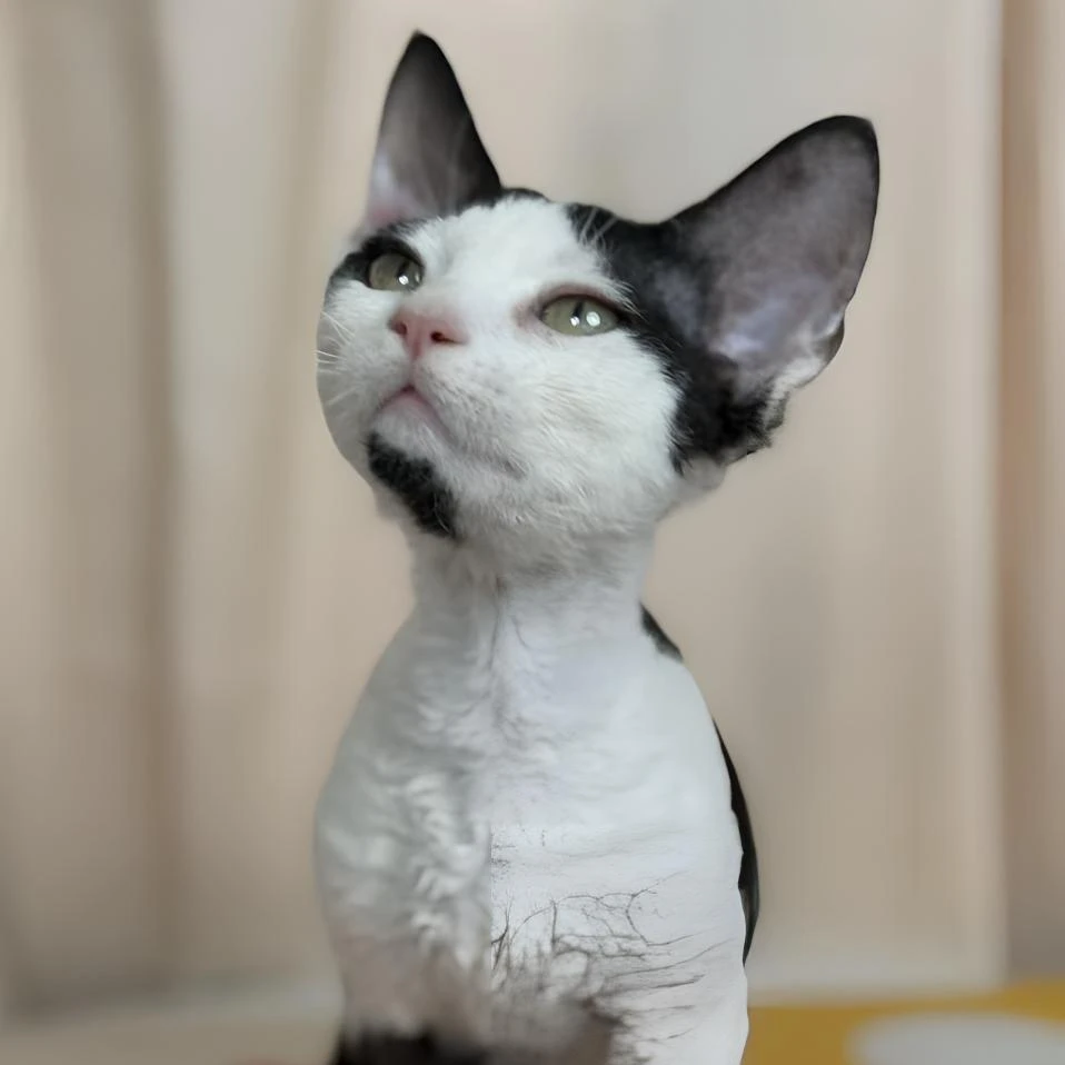 黑白开脸弟弟 2个半月 一针疫苗  聪明又活泼 会自己开门的孙猴子