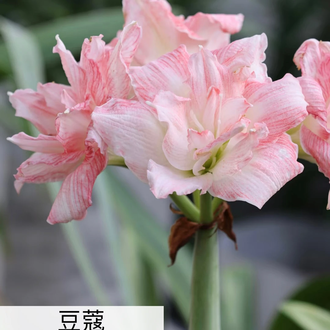 包对版朱顶红豆蔻重瓣（送肥料）