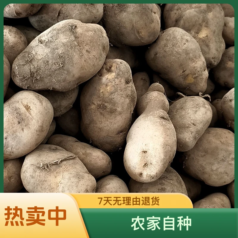 （小田福利品）毕节农家自种，老品种米拉洋芋混合装