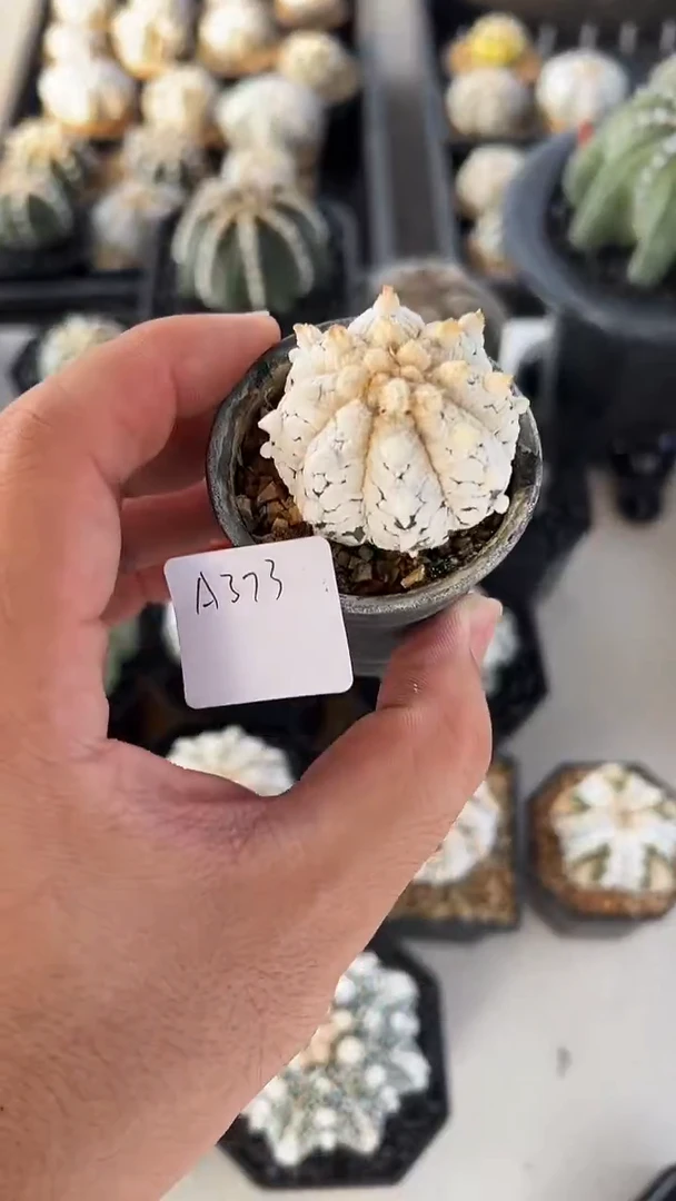 蓝**?实生根星兜编码A373