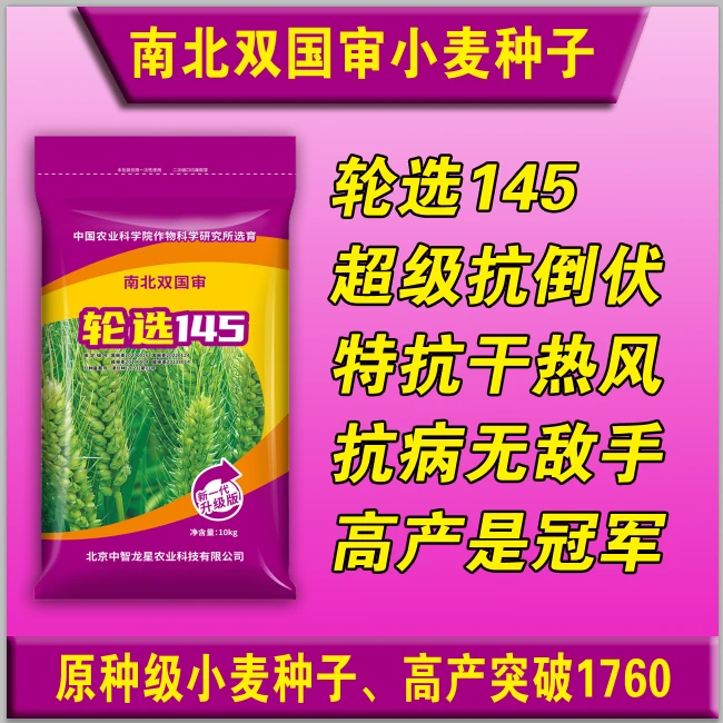 超高产双国审小麦种子轮选145（王）高产小麦种子