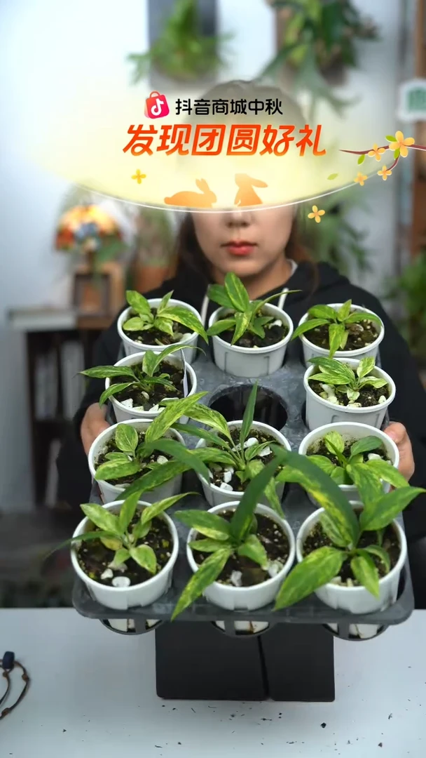 不开花植物维塔领带花烛锦（随机发货）