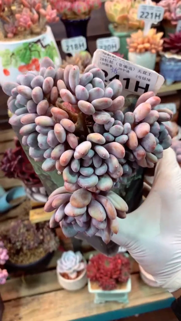 241H（一物一拍，精品多肉，w所见即所得 ）