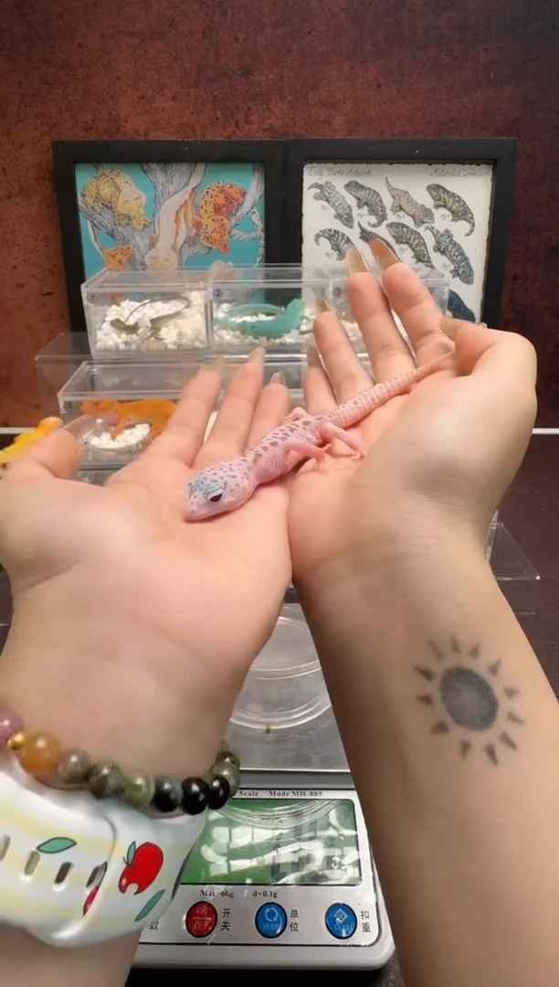 豹纹守宫鳞与尾 Scale Tail 爬宠