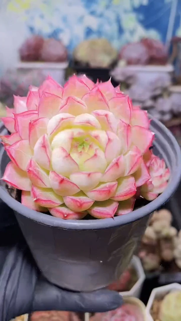 【闪购商品】085超女多肉