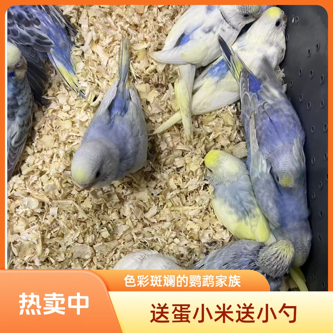 手养半毛会学说话的特色虎皮鸟亲人粘人