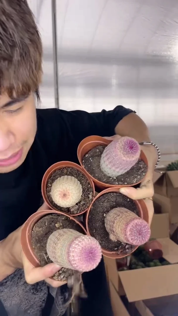 4颗 实生根 单头 红太阳