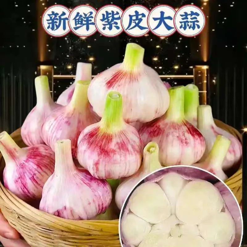 2025年新鲜现挖现发紫皮蒜泰山香大蒜头多瓣蒜湿蒜鲜蒜坏果包赔