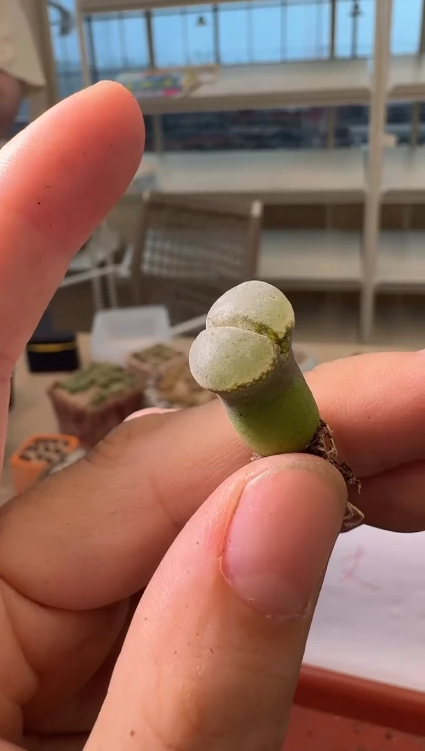 6-229多肉植物肉锥