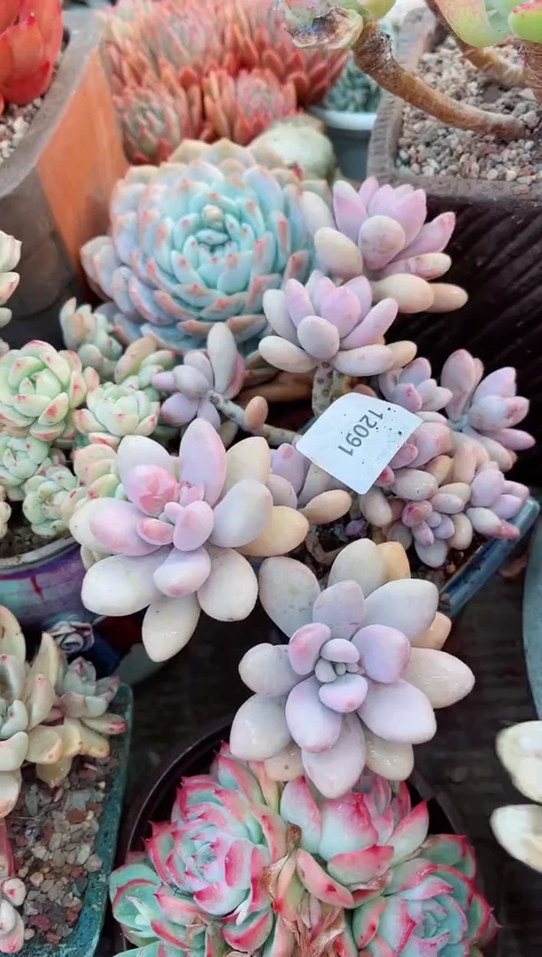 【闪购商品】12091