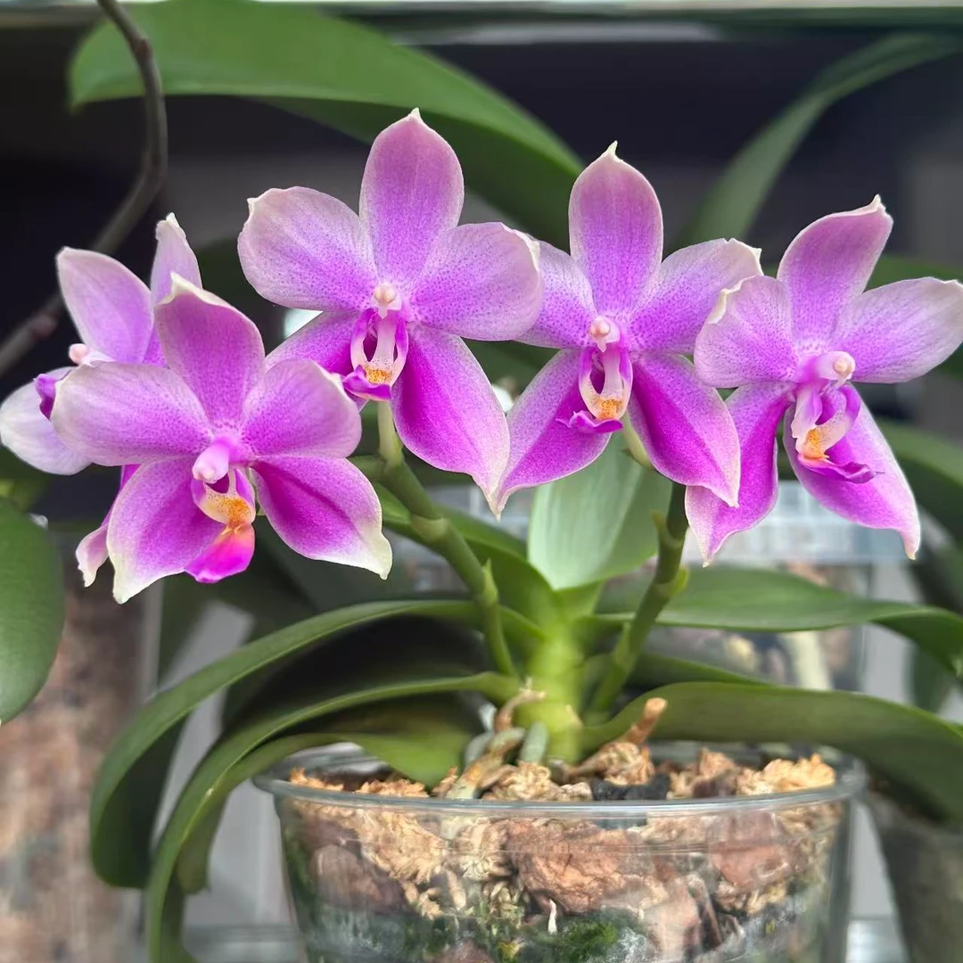 【香奈儿】3.0寸双花剑高品质精品蝴蝶兰