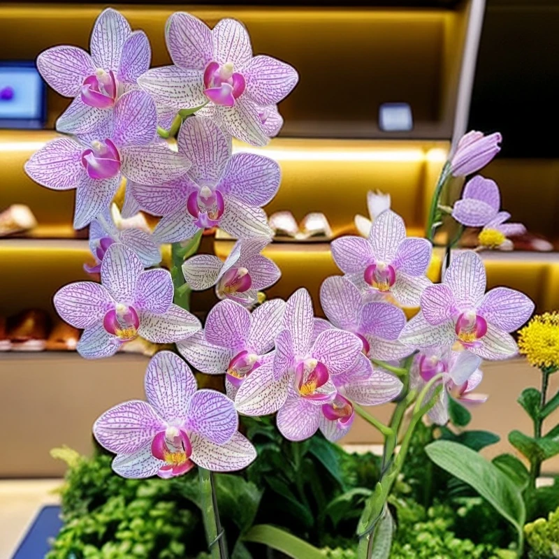 九仙嶂02【清风】高端艳而不俗蝴蝶兰室内花卉