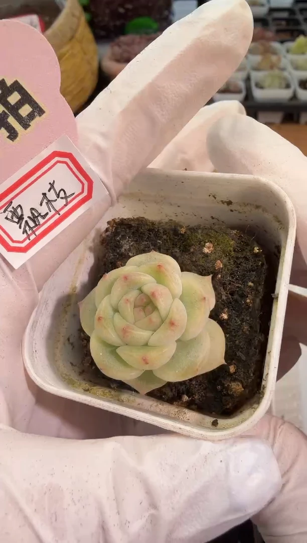 飘枝 五方一盆 单双混 量拍混发