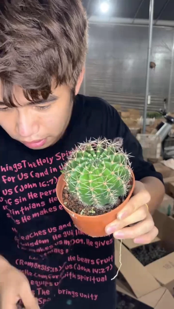 3颗 6-8cm 席克氏彩草 实生根