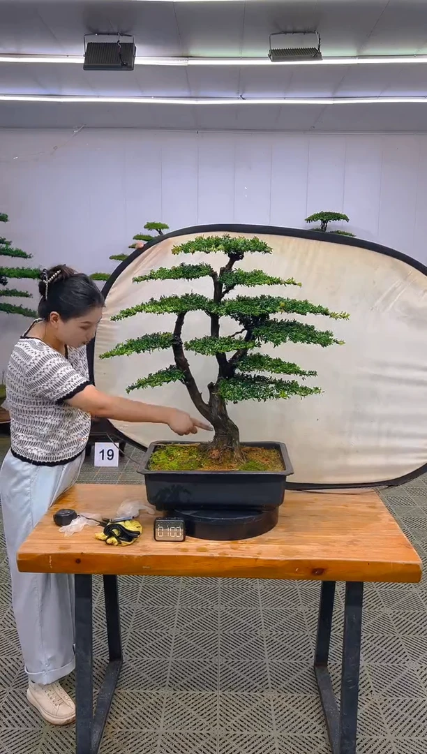 无花朵一物一拍一物一拍