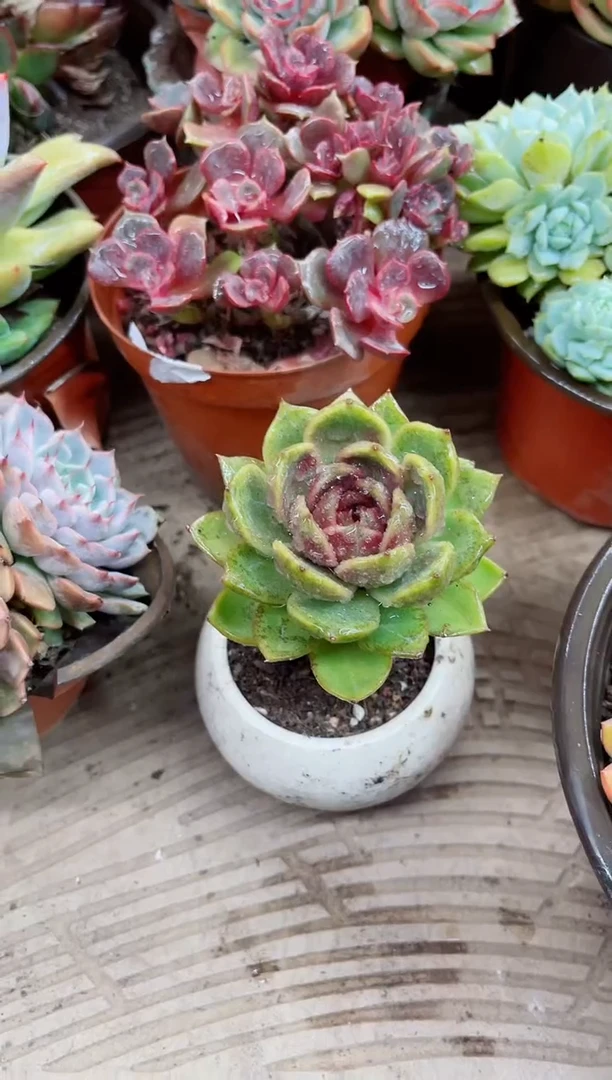 ^****^23014多肉植物一物一拍