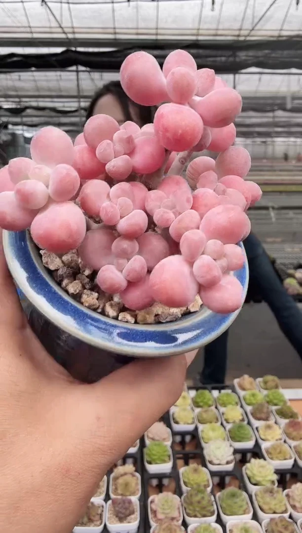 东云多肉园新款-89