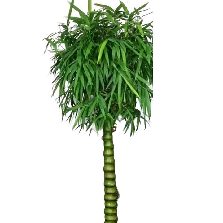 佛肚竹，罗汉竹，绿植，盆栽