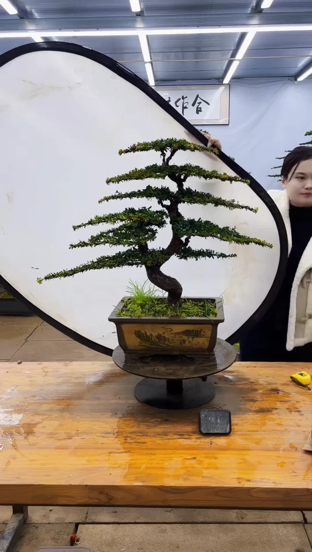 【闪购商品】高端盆景一物一拍，所见即所得