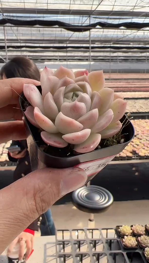 【闪购商品】福利-35