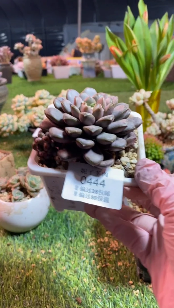 【闪购商品】0444a