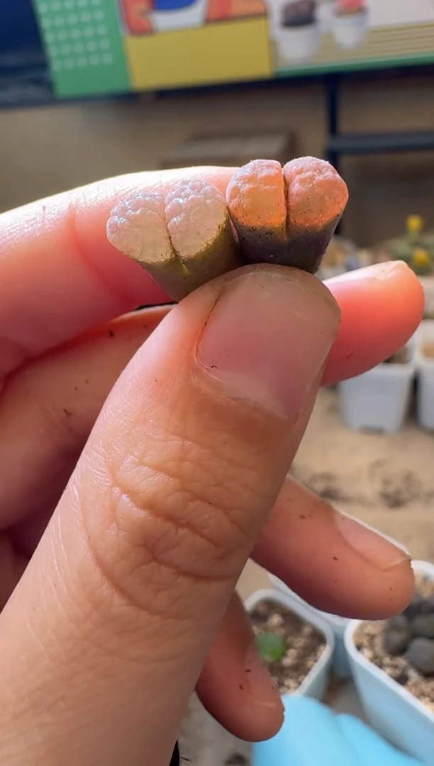 多肉植物肉锥脱土发12-600