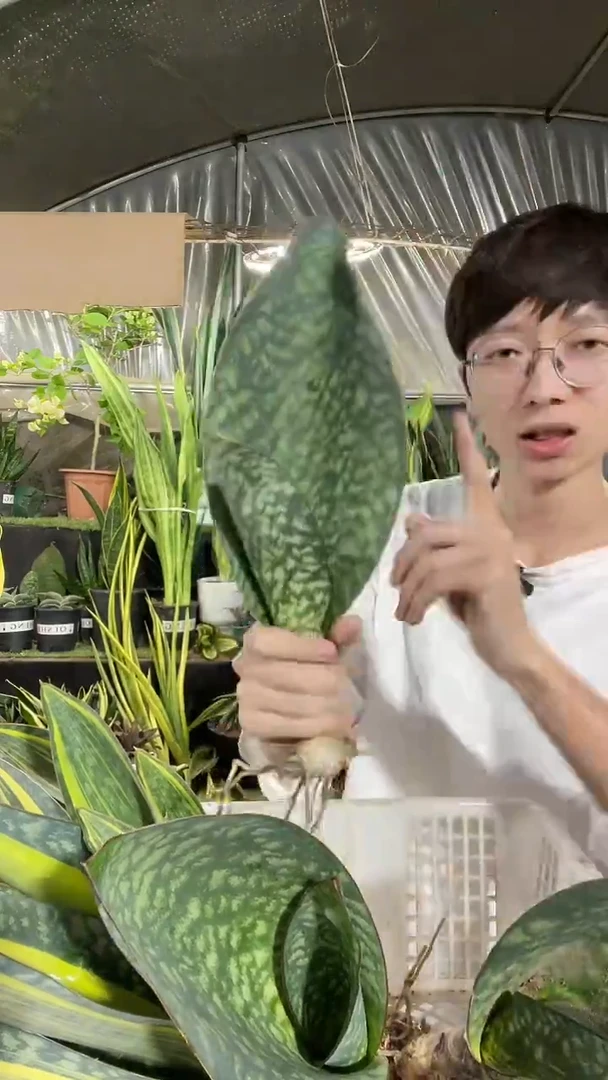 翡翠宝镜单叶带心裸根11.11