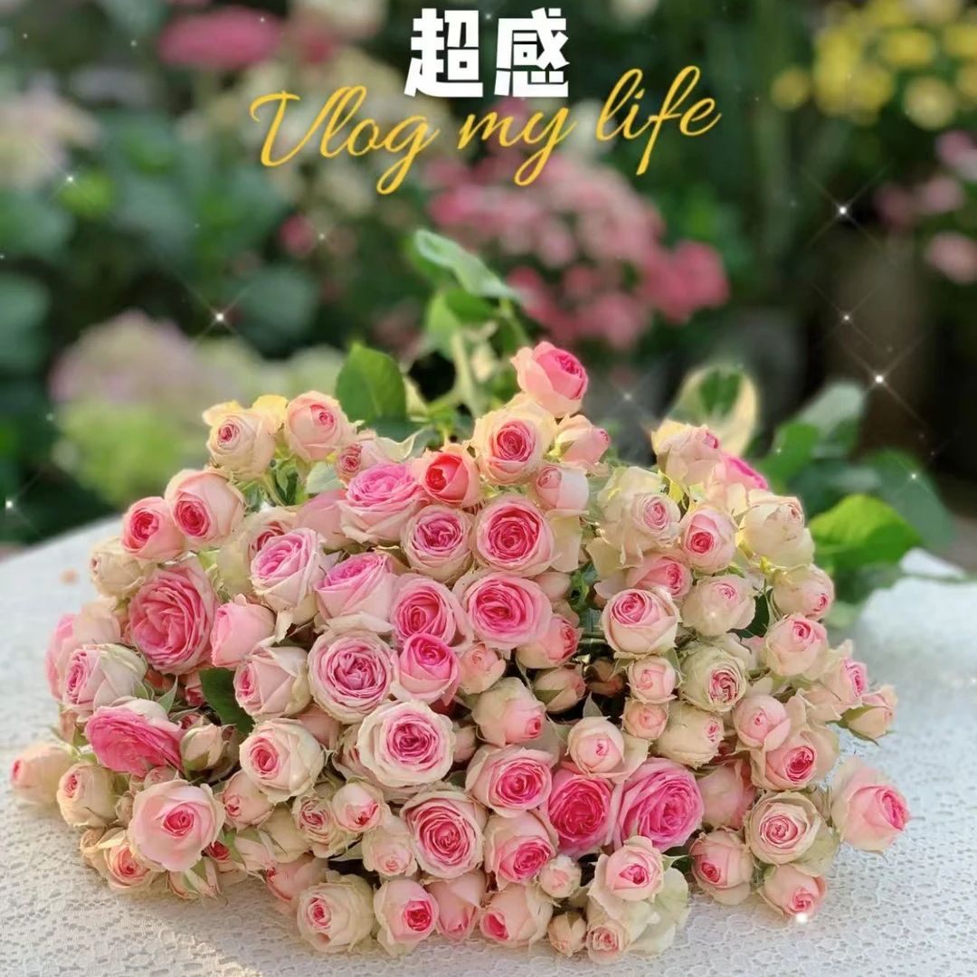 【3棵包邮】粉多头/超感月季花苗多头勤花阳台庭院盆栽花卉四季开花