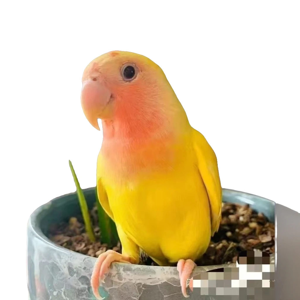 鸟笼牡丹鹦鹉yw鸟笼牡丹鹦鹉yw