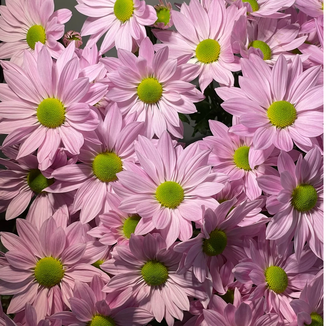 【小菊】新鲜切花 顺丰包邮 花期较长