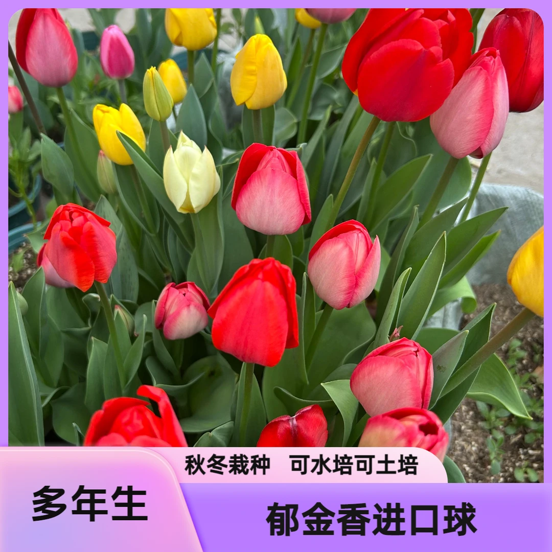 郁金香种球当年新进口秋冬种植水培土培多年生四季开花盆栽花卉