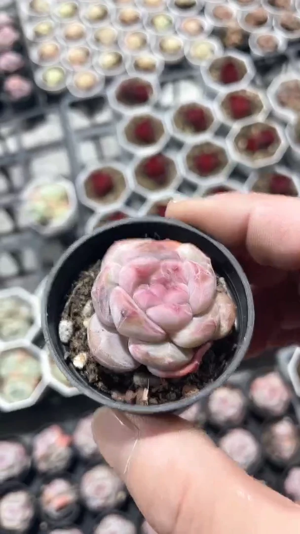 【闪购商品】50盆石榴籽星影单头多肉