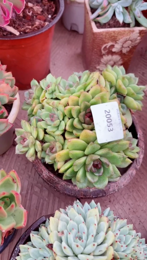 妮20054多肉植物一物一拍