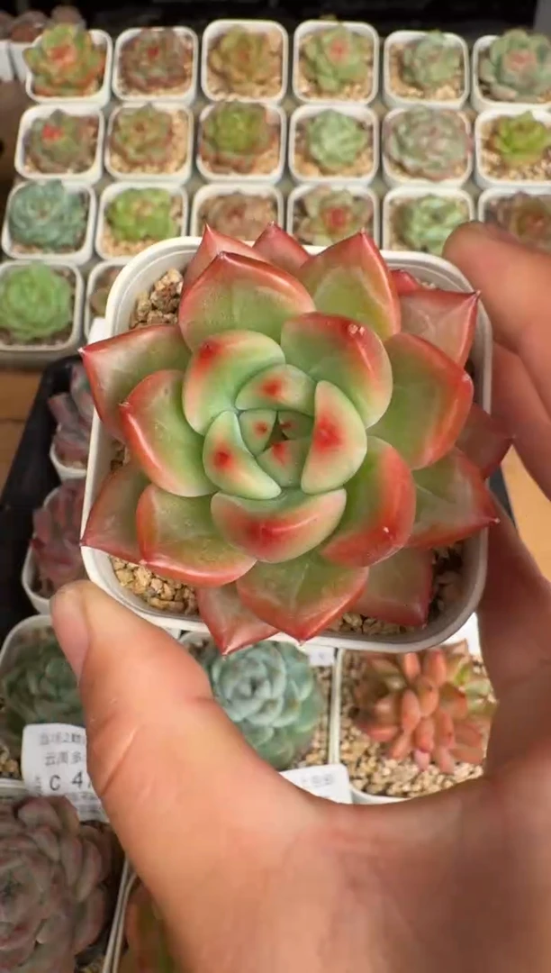 478带盆土发(6.5cm杯）一物一拍 珍妮多肉