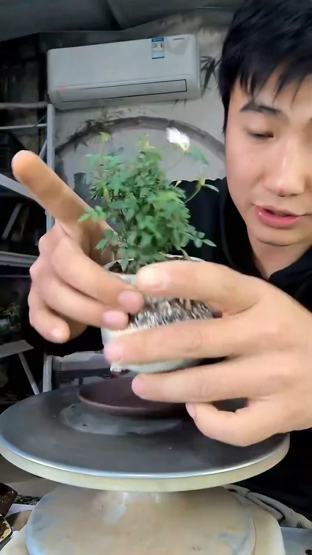 浮*中青园艺一物一拍花56