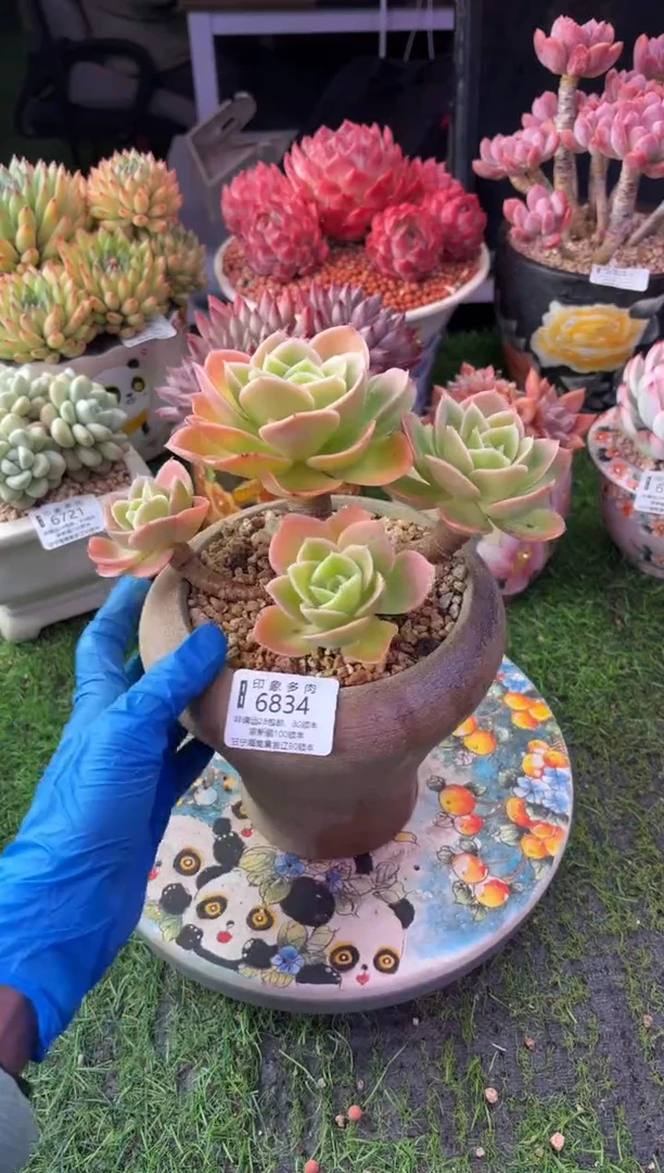 昆明印象多肉6834