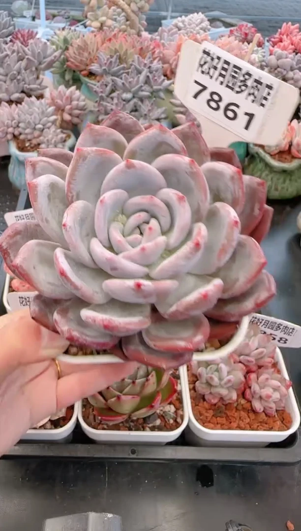 【闪购商品】7861嫦娥