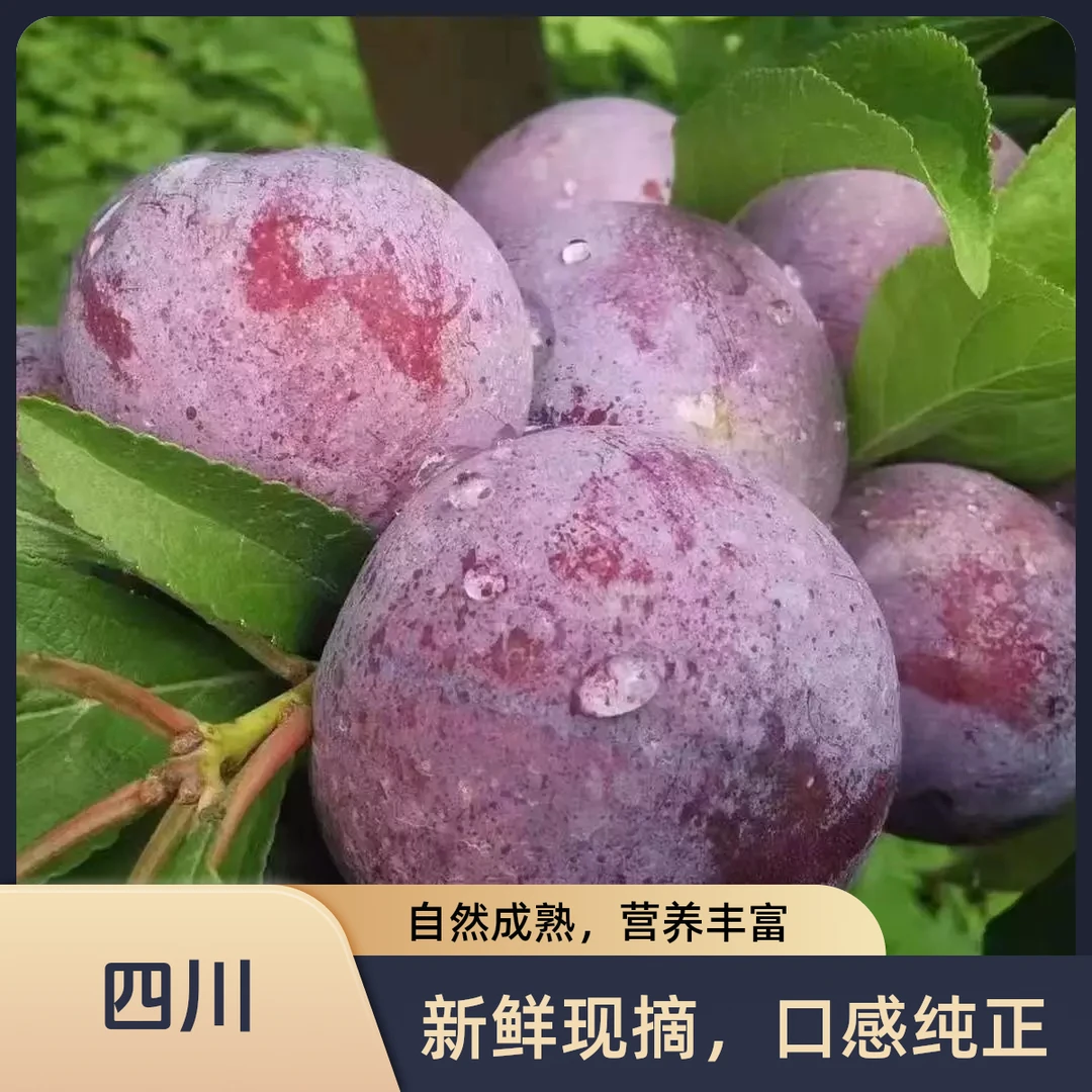 【果园现摘】四川五月脆凤凰李青脆脱骨李红脆甜应季孕妇水果包邮H