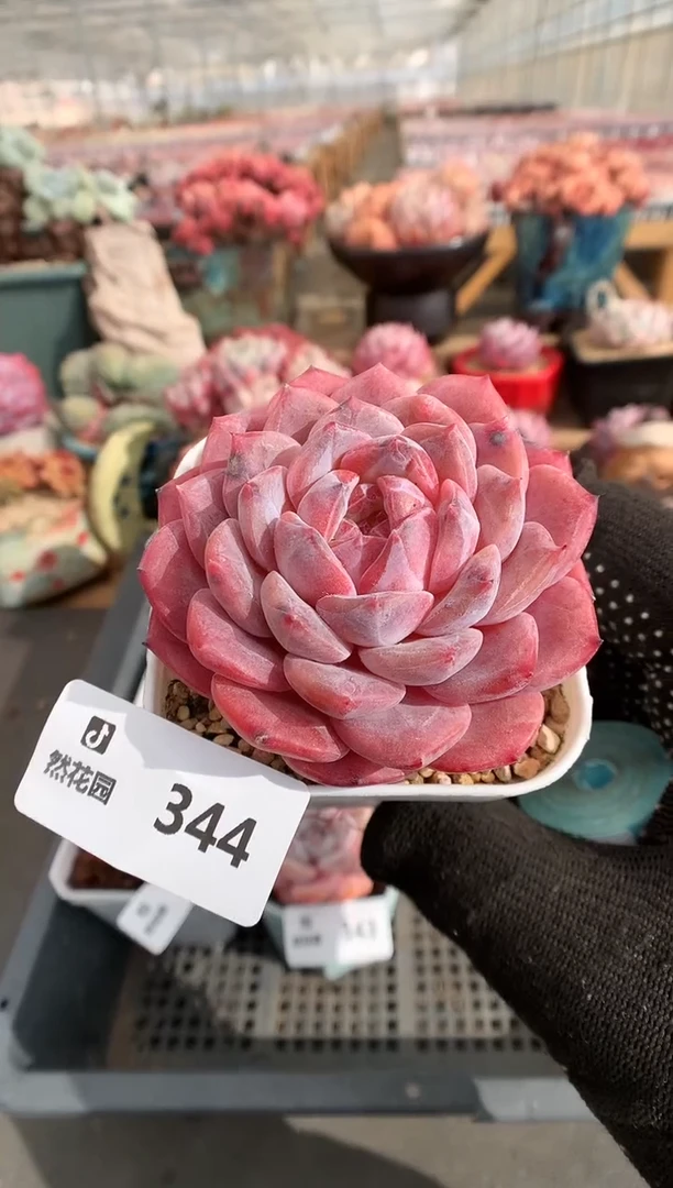 【闪购商品】344冰魄一物一拍