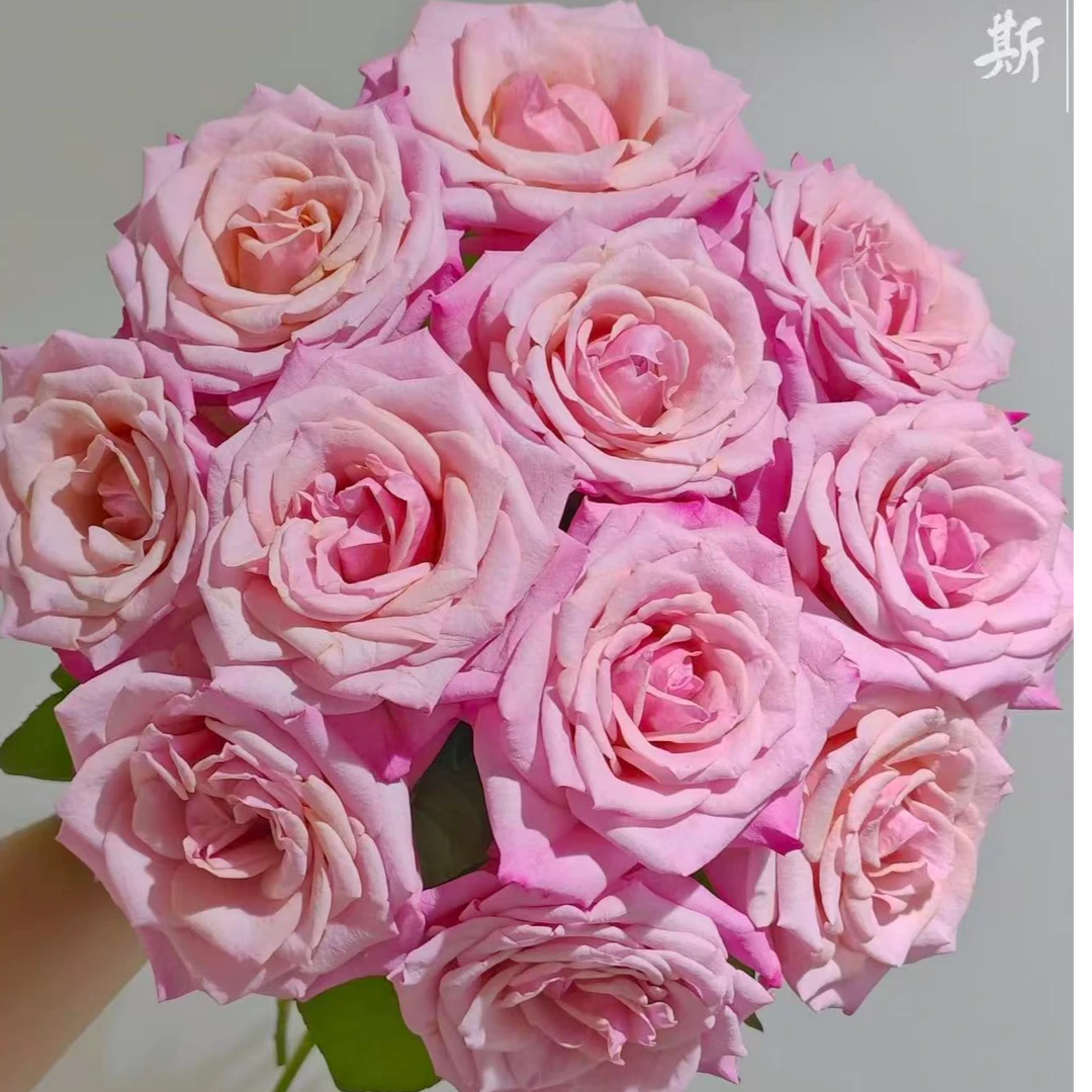 【草莓慕斯单头玫瑰】任意两单及两单以上鲜花顺丰包邮发货