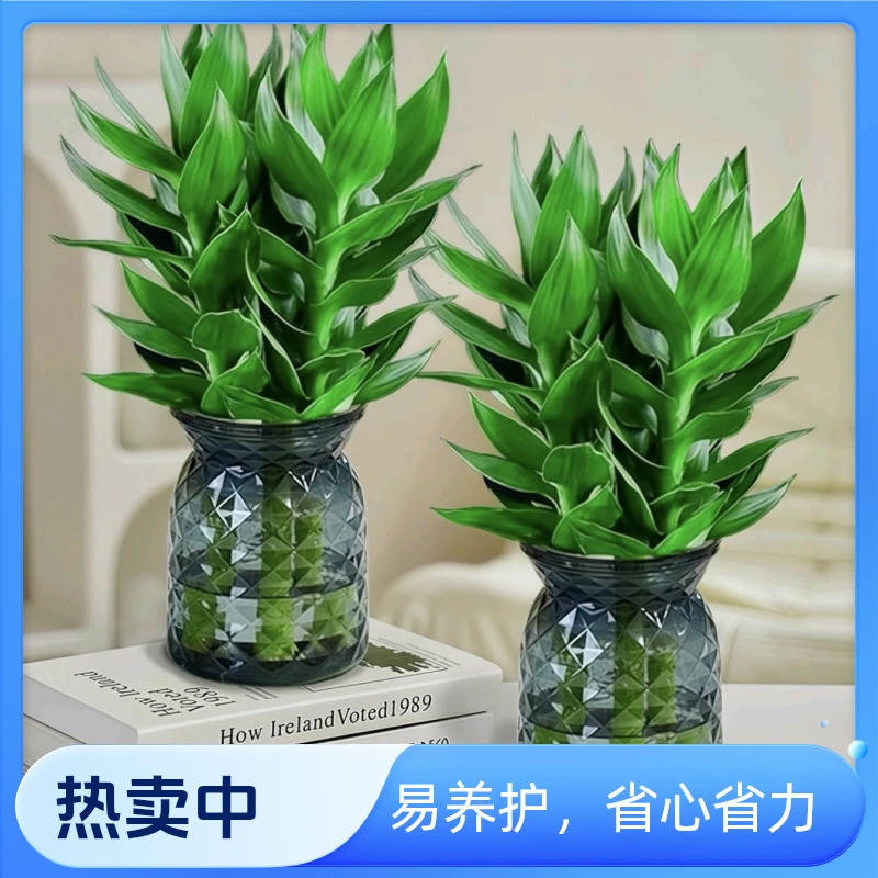 [买一送一]懒人植物水培水竹室内盆栽电视柜富贵竹绿植
