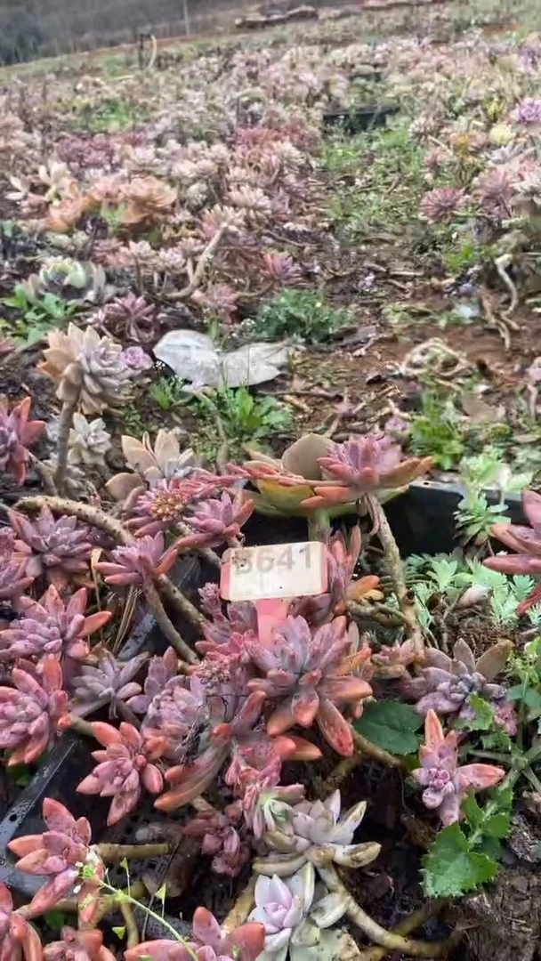 【闪购商品】B641清风花木兰多肉组合