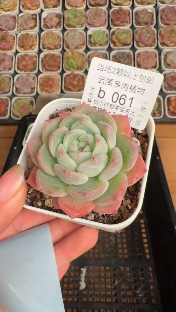 061b 珍妮多肉(6.5cm杯）一物一拍 带盆土发