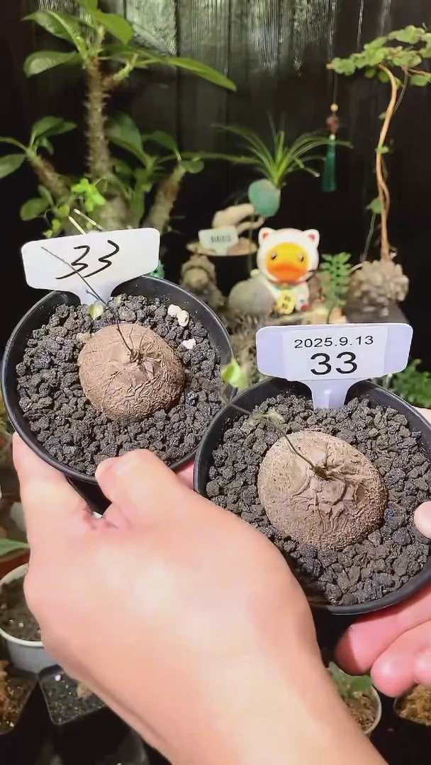 33号913福利南非龟甲龙买1个送1个